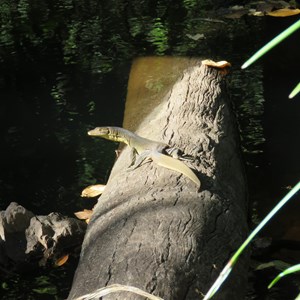 Water monitor