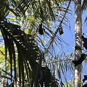 Wangi Falls