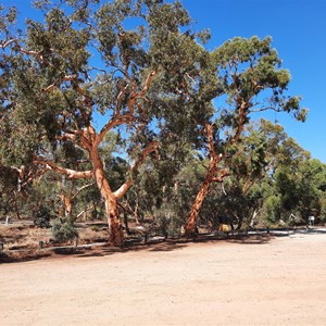 Specimens of remnant white gums