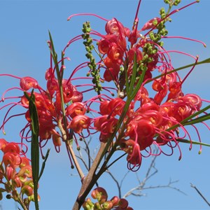 Gorgeous grevillea