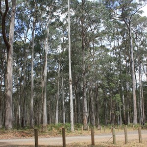 Looking out into the bush