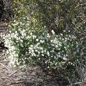 Wildflowers at Gnarlbine Rock