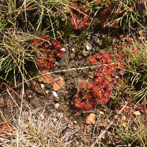 Insect eating plants at Gnarlbine Rock