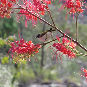 A sip of nectar