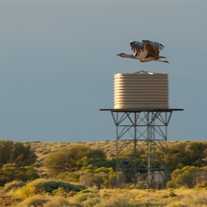 Australian Bustard