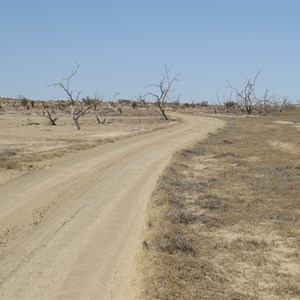 20 mins E of boundary -dead Coolibah forest