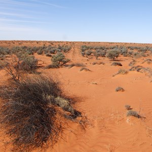 Grove of Gidgee Trees