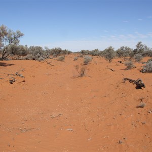 Grove of Gidgee Trees