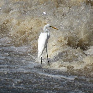 Egret eager to eat