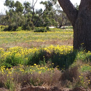 Flowers at the crossing