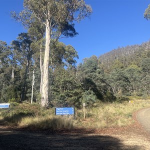 Maggs Track/Arm River Forest