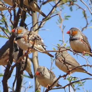 Finches waiting for a drink