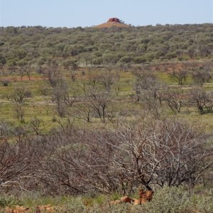 McPherson's Pillar as seen from the ridge near Mulgan Rockhole