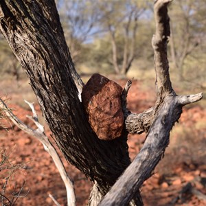 Stone placed in tree