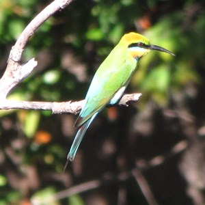 Camouflaged bird