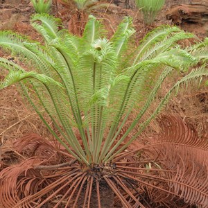 Roadside ferns Aug 2016