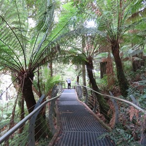 Fern frond fiesta