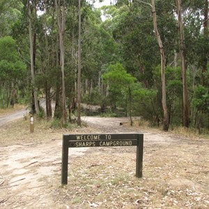 Forest camping