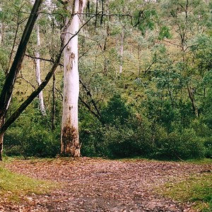 Buttercup - most upstream site