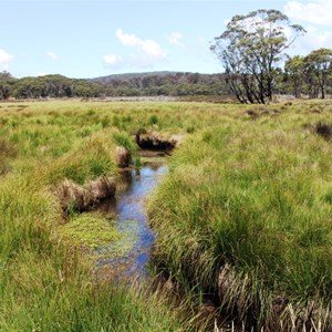 Polblue Creek and marsh land
