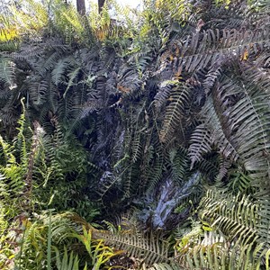 Belinda Spring