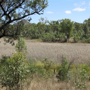 Overgrown with reeds