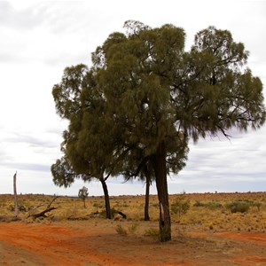Len Beadell Blaze Tree