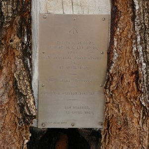 Len Beadell Blaze Tree