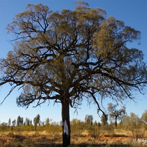 Len Beadell Blaze Tree 