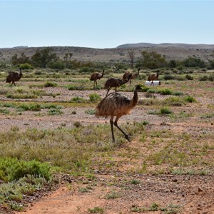 Witchelina Airstrip