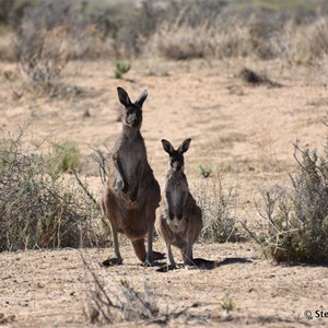 Vigars Wells Mungo NP