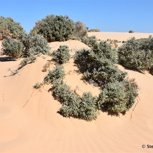 Vigars Wells Mungo NP