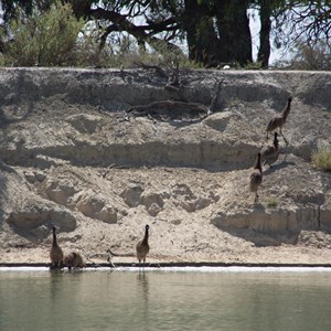 Young emu's 