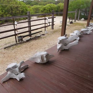 Whale vertebrae