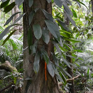 Marrja Botanical Boardwalk