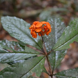 Marrja Botanical Boardwalk