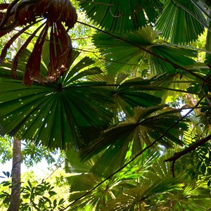 Marrja Botanical Boardwalk