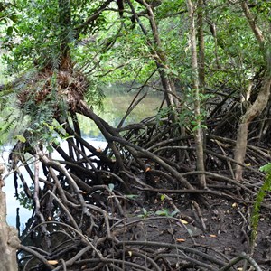 Marrja Botanical Boardwalk