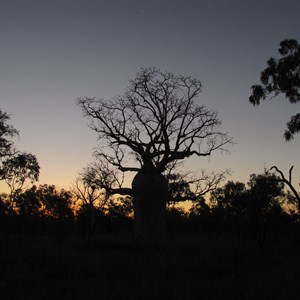 Elusive boab silhouette