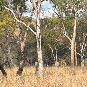 Fig Tree Yard (Campground)