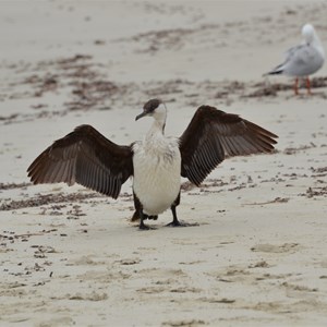 Dolphin Beach