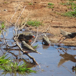 Zebra finches enjoy a drink