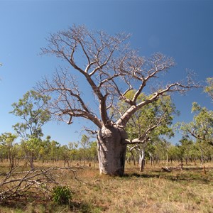 Grand old boab at yards