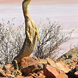 Goanna in the sun