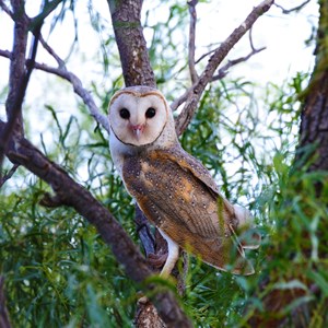 Wildlife, Purni Bore