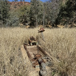 Haunted Tree Bore