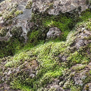  Cool and mossy at 1200 plus metres