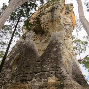 A home among the gum trees