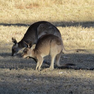 Late afternoon feed