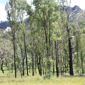 Kenniff Lookout through the trees